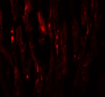 EED Antibody