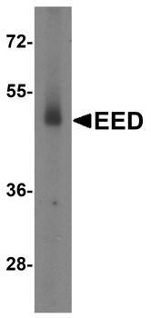 EED Antibody