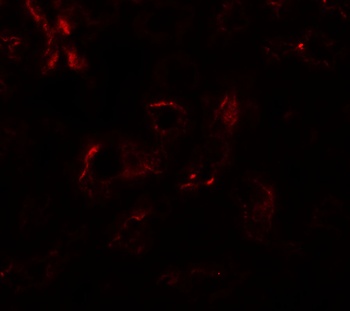 EDA1 Antibody