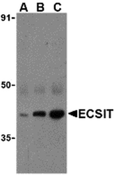 ECSIT Antibody