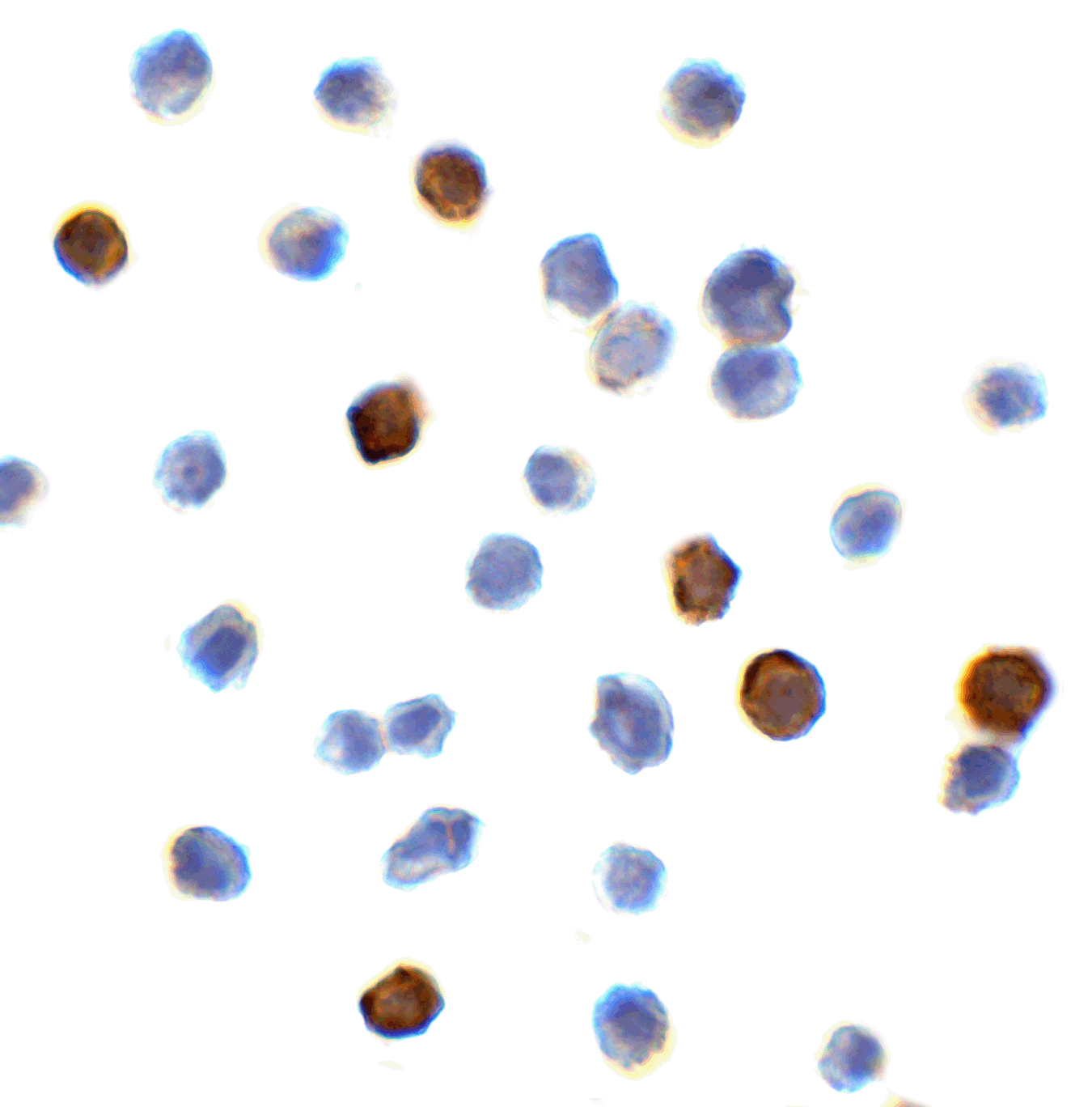 CD274 Antibody