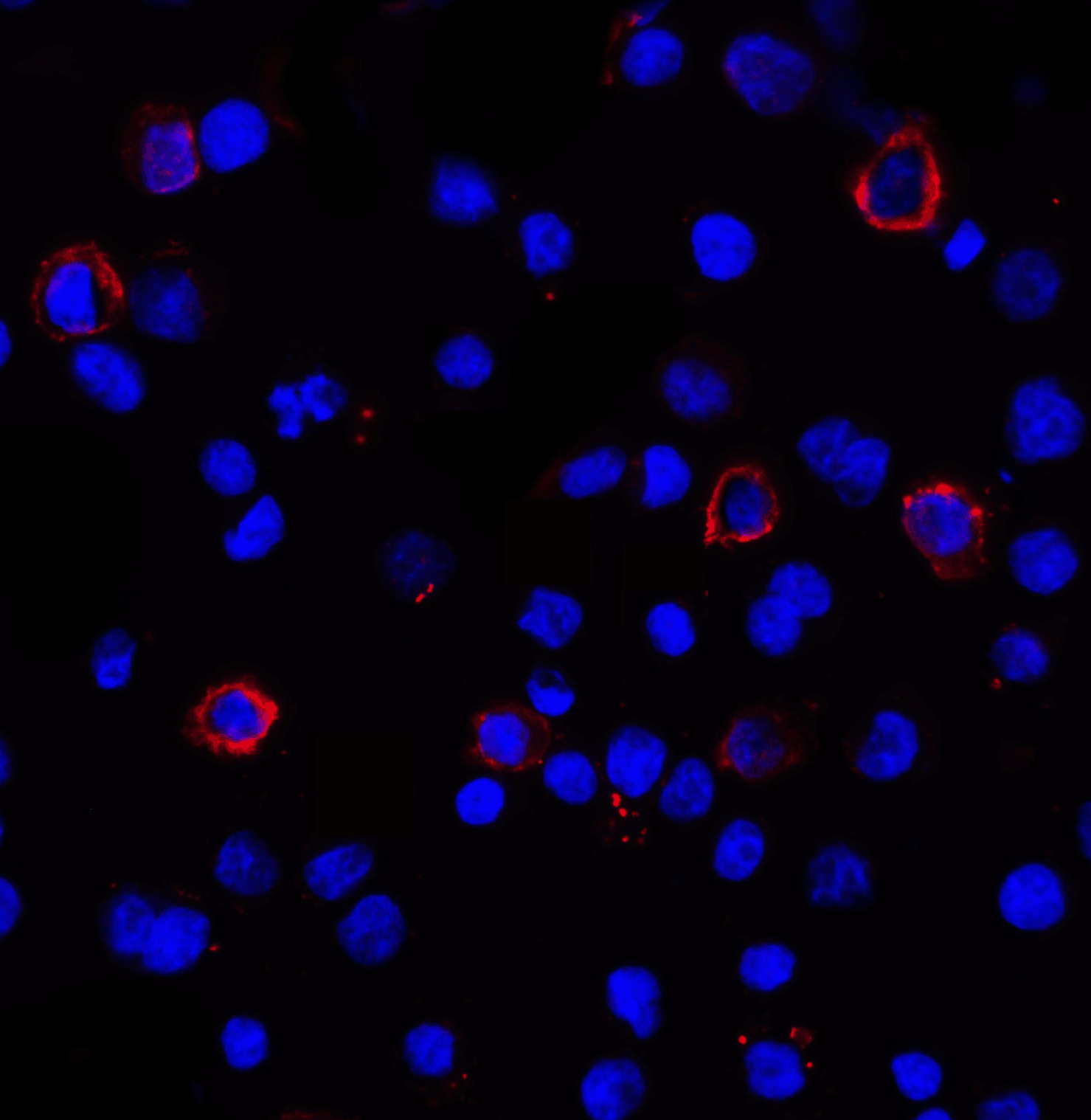CD274 Antibody