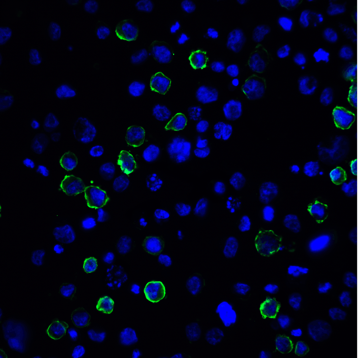 PDL2 Antibody [4E10]