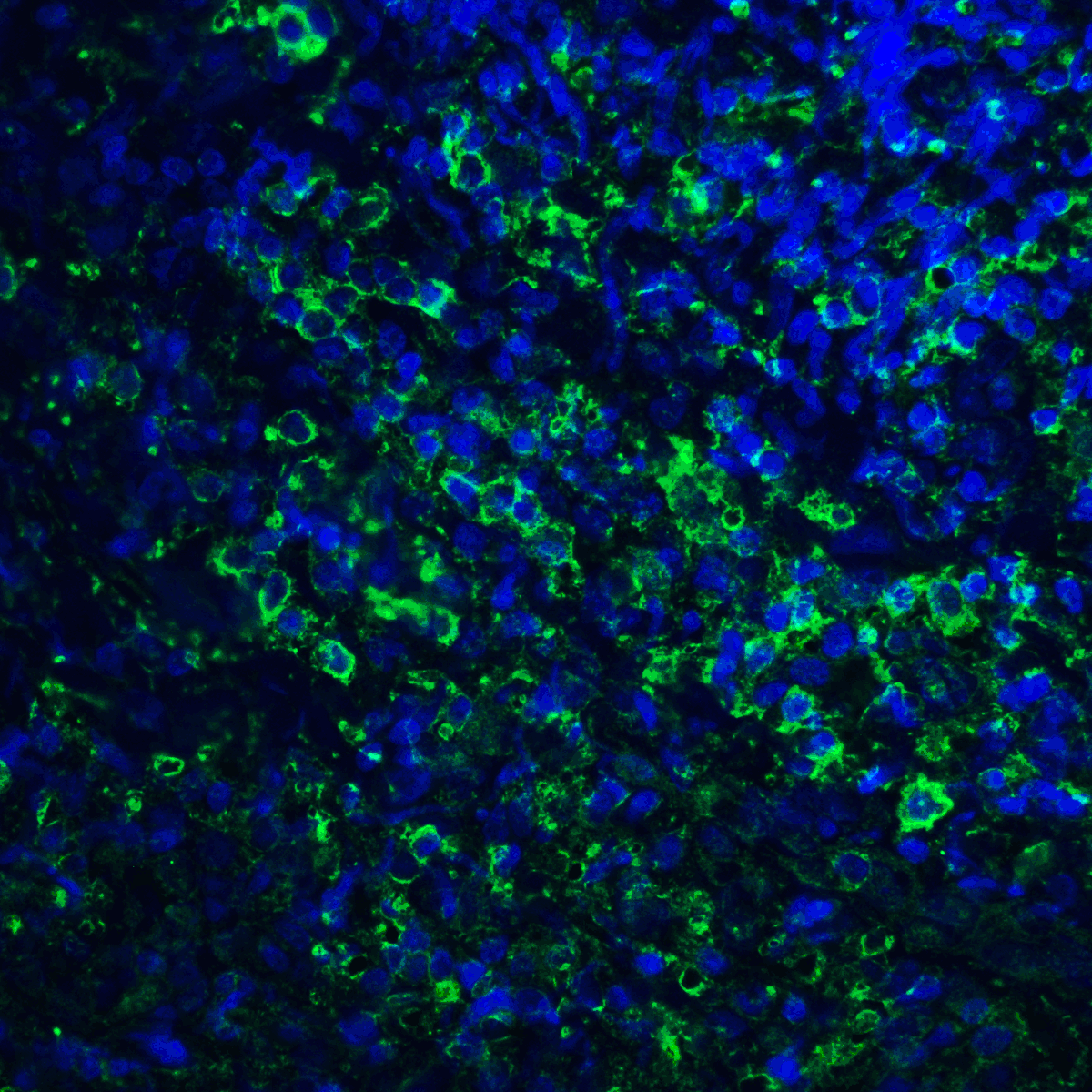PDL2 Antibody [4E10]