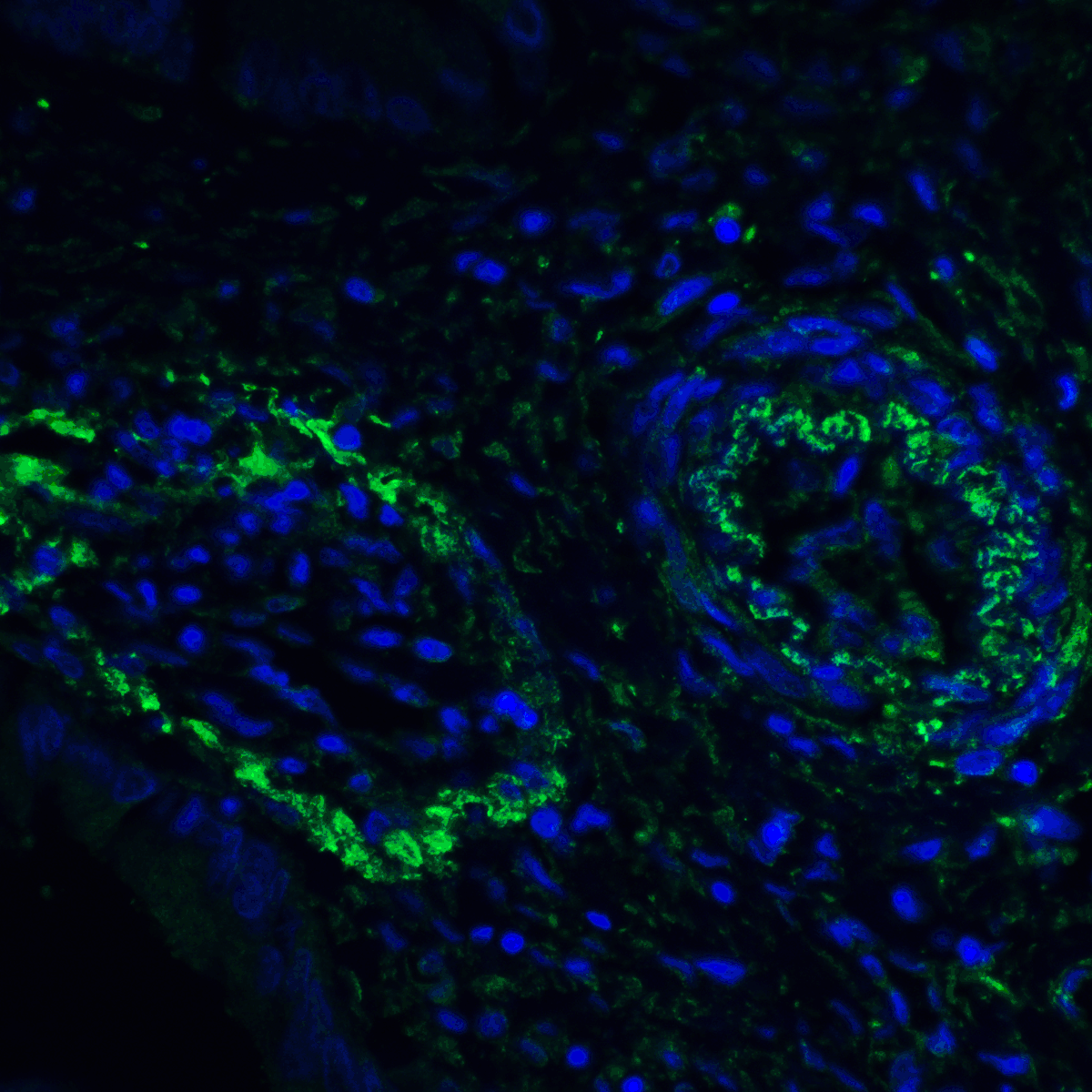 PDCD1LG2 Antibody