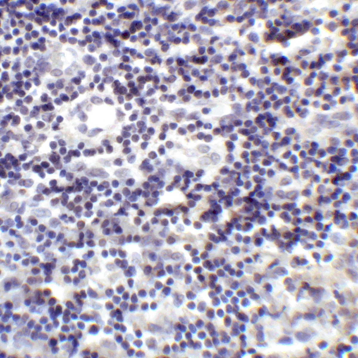 PDL2 Antibody [4E10]