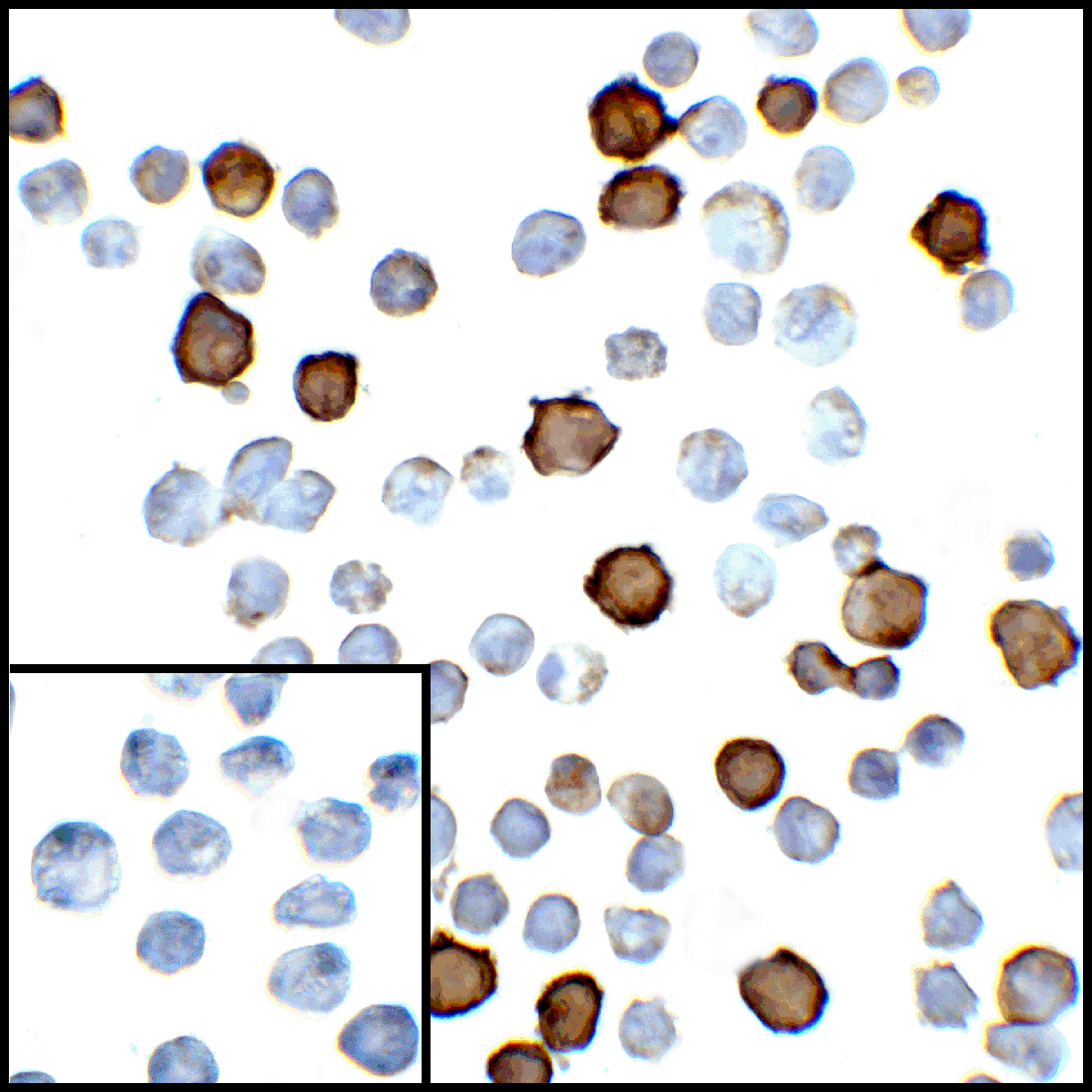 PDL2 Antibody [8C12]