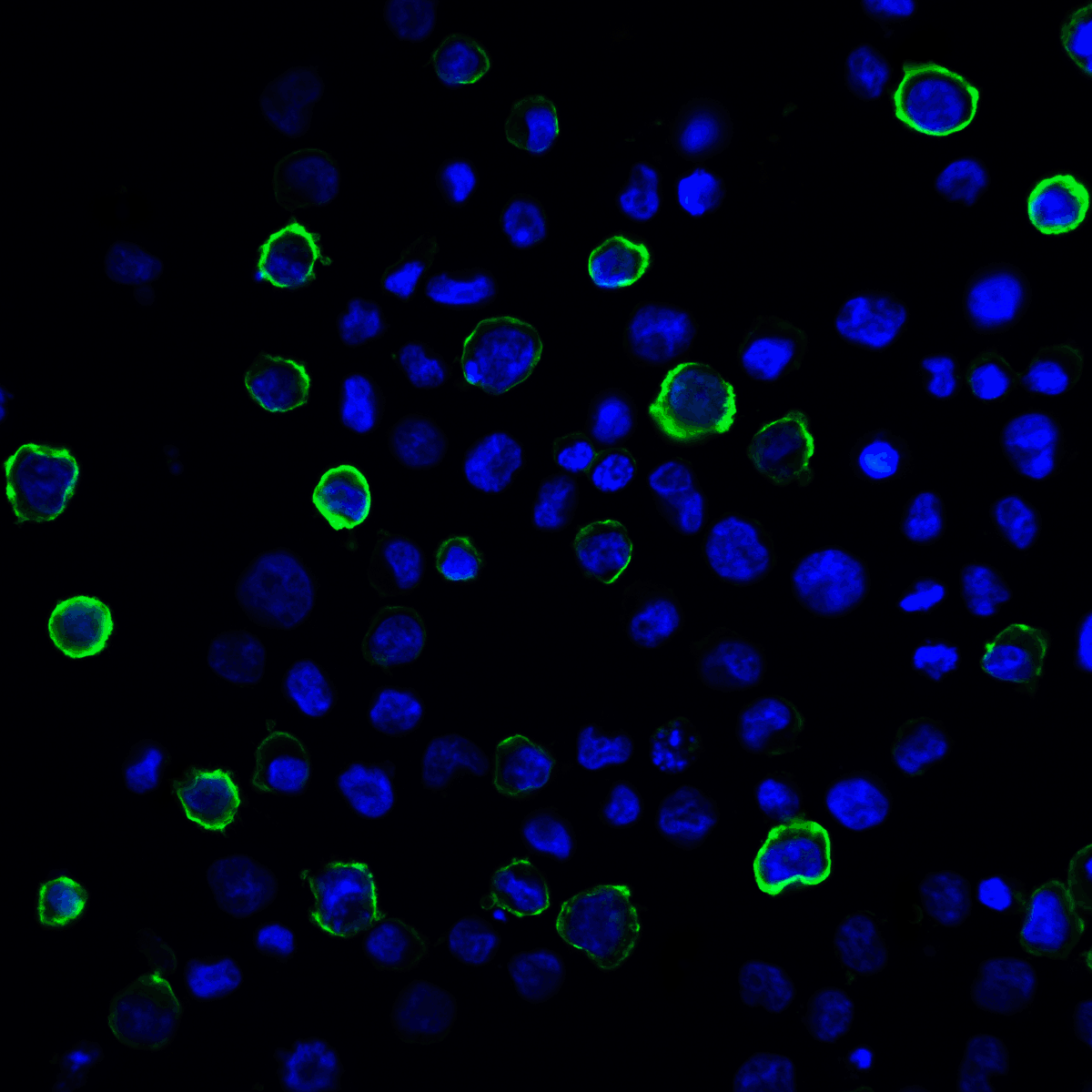 PDCD1LG2 Antibody