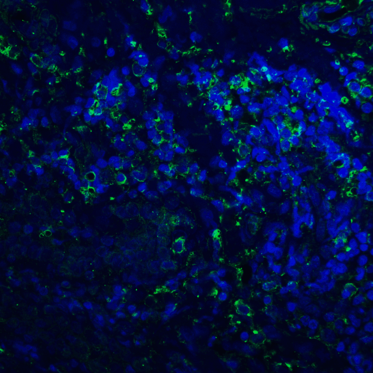 PDCD1LG2 Antibody