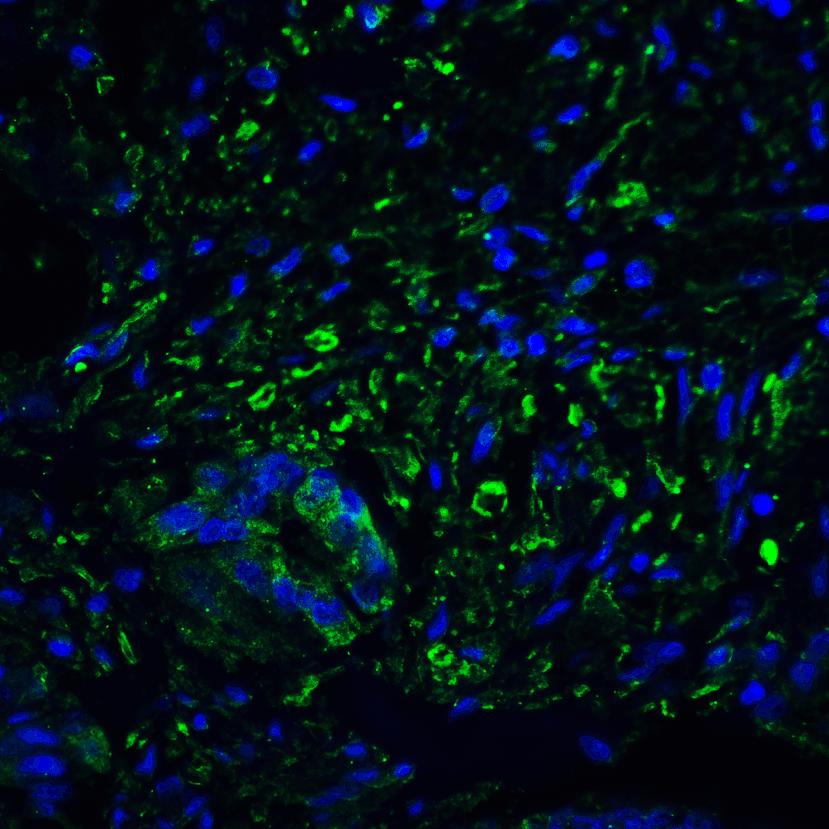 PDCD1LG2 Antibody