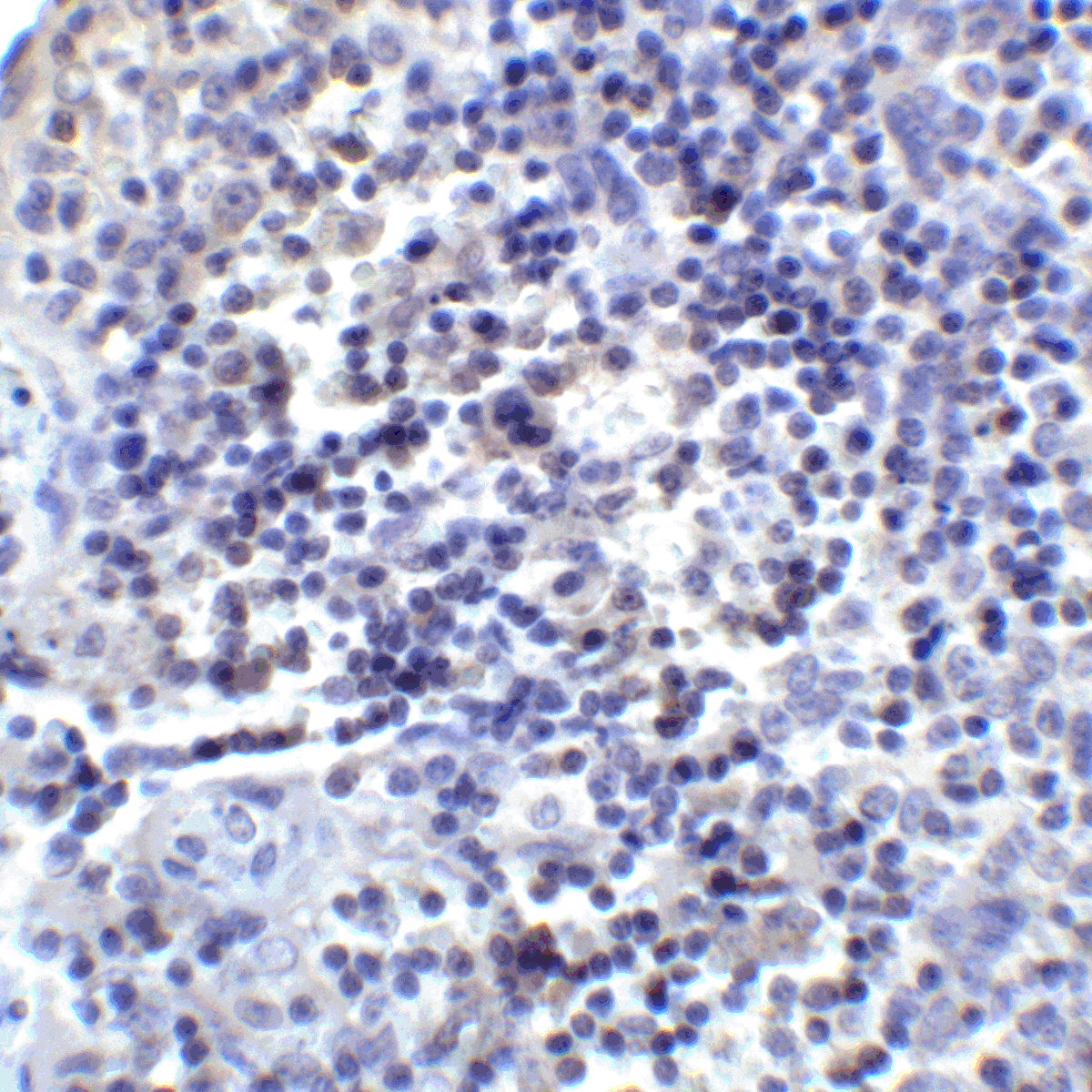 PDCD1LG2 Antibody