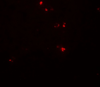 DTX4 Antibody