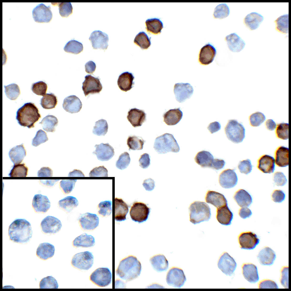 PDL2 Antibody [7C7]