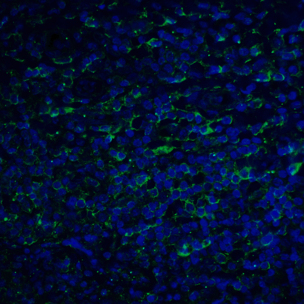 PDL2 Antibody [7C7]