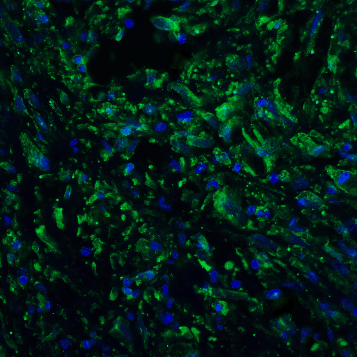 PDL2 Antibody [7C7]