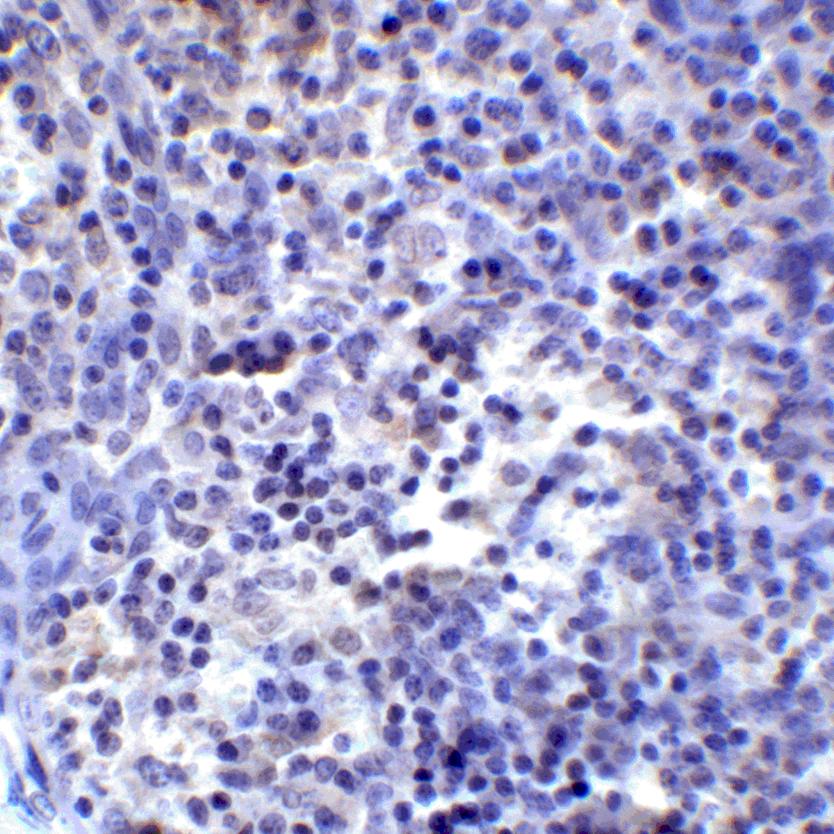 PDCD1LG2 Antibody