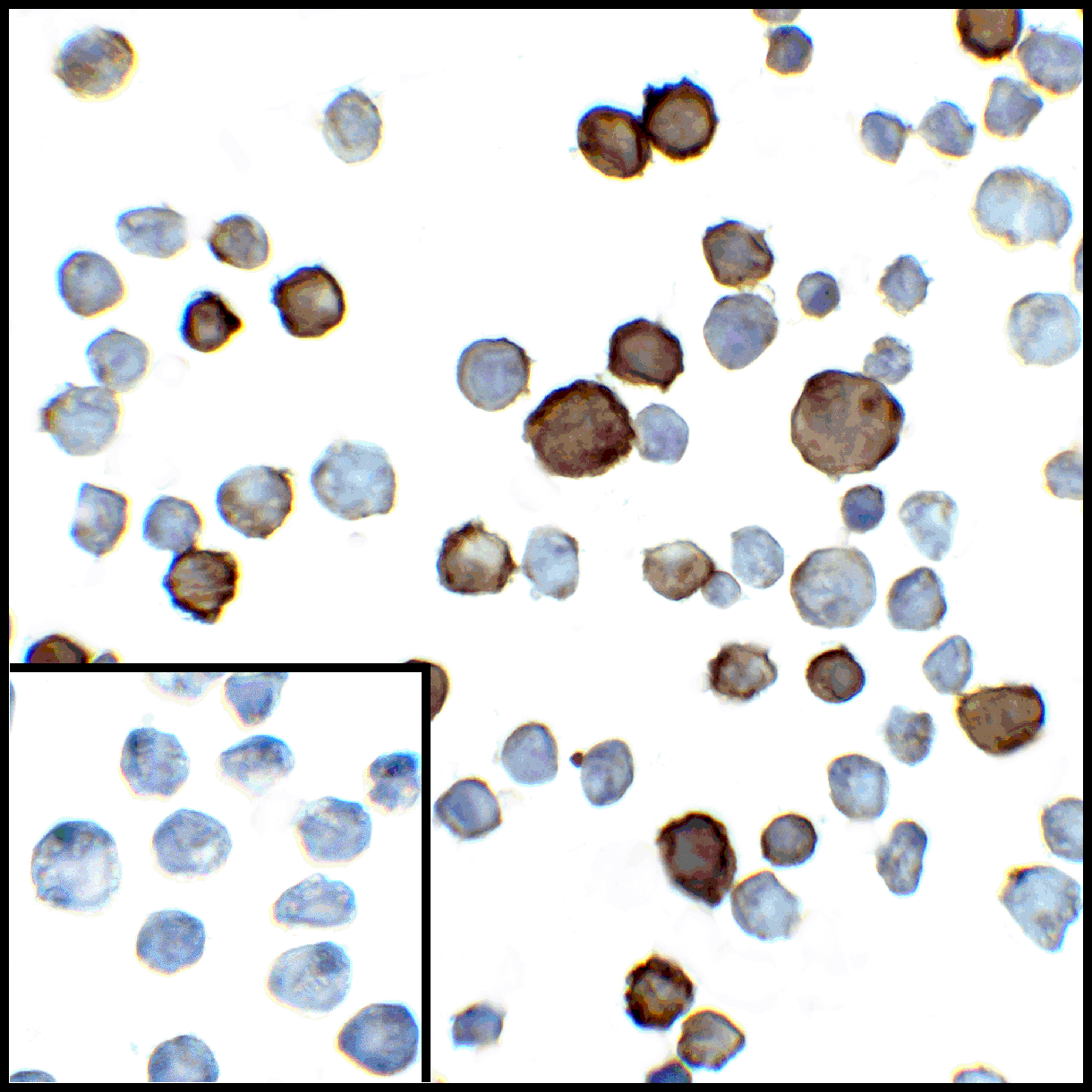 PDL2 Antibody [10H6]