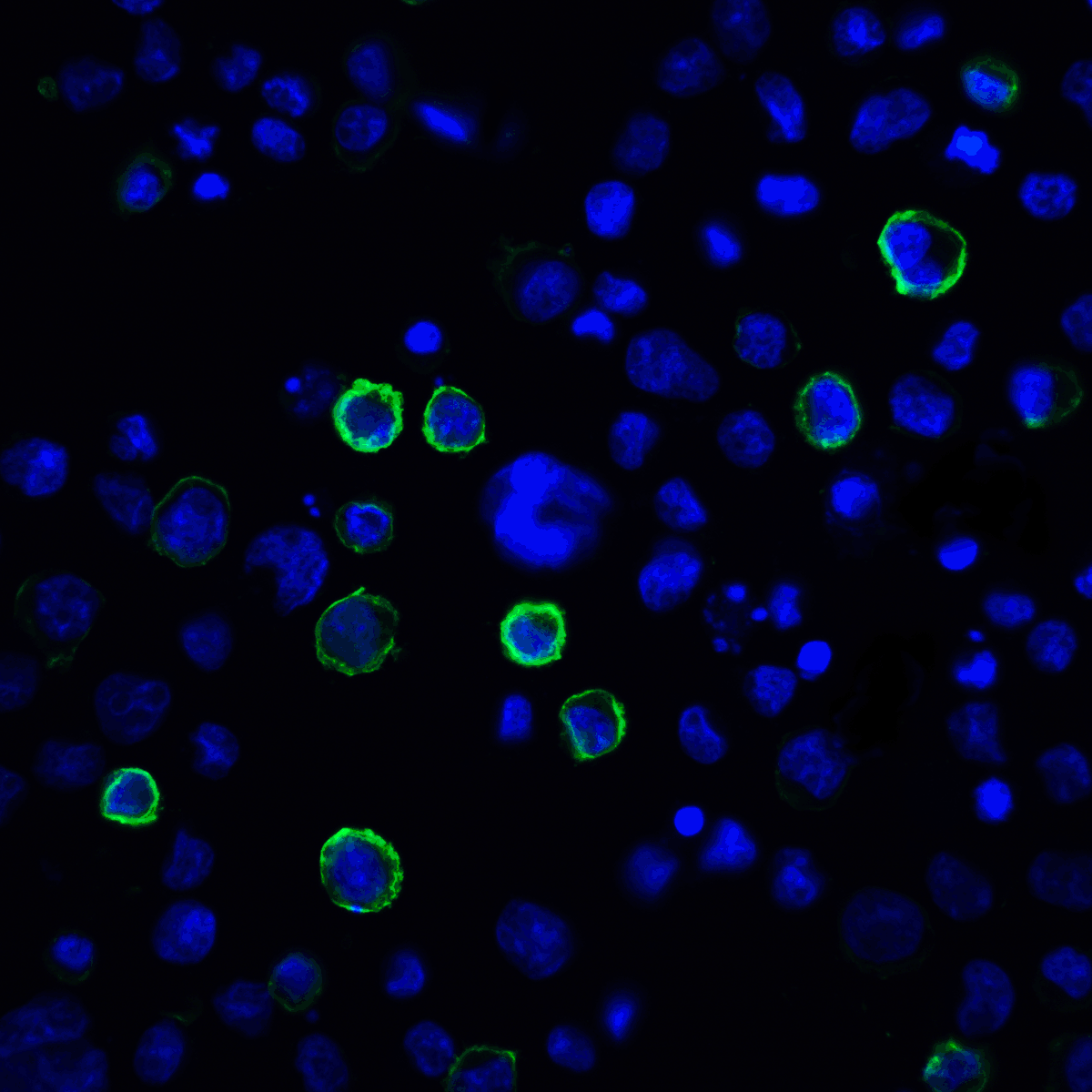 PDL2 Antibody [10H6]