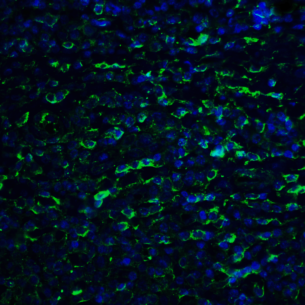 PDL2 Antibody [10H6]