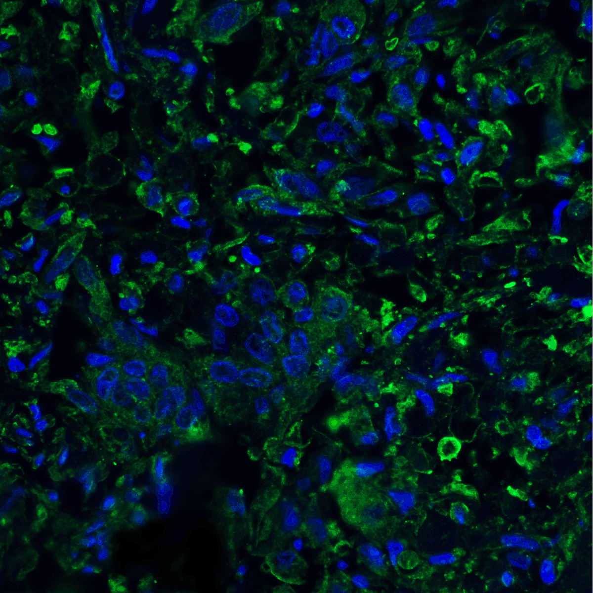 PDL2 Antibody [10H6]