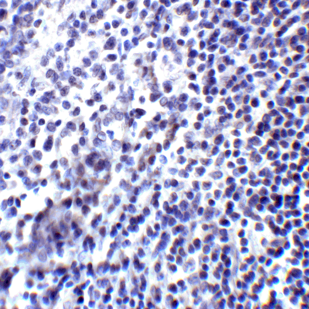 PDCD1LG2 Antibody