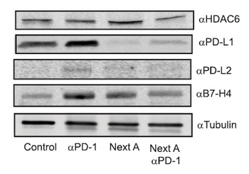 PD-L2 Antibody