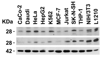 PD-L2 Antibody