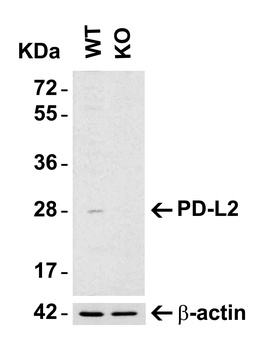 PDCD1LG2 Antibody