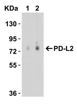 PDCD1LG2 Antibody