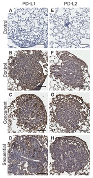 PD-L2 Antibody