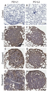 PDCD1LG2 Antibody