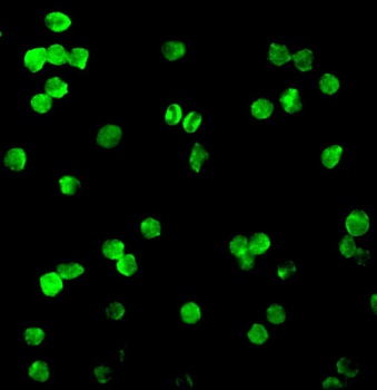 DRAK1 Antibody