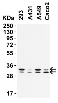 PGAM5 (CT) Antibody