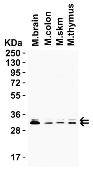 PGAM5 (CT) Antibody