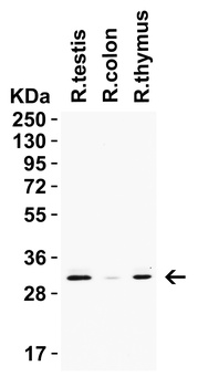 PGAM5 (CT) Antibody