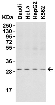 ANP32A Antibody