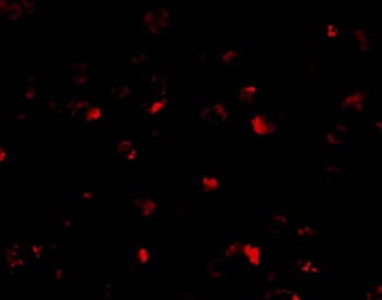 PHAP I Antibody