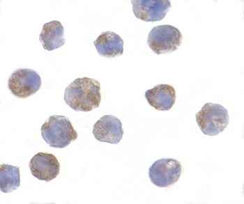 PHAP I Antibody