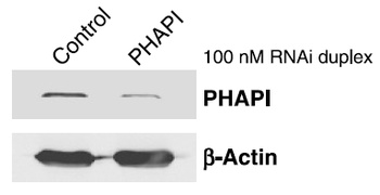 PHAP I Antibody