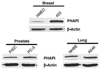 PHAP I Antibody
