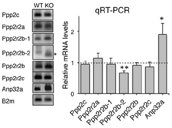 ANP32A Antibody