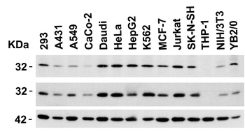 ANP32A Antibody