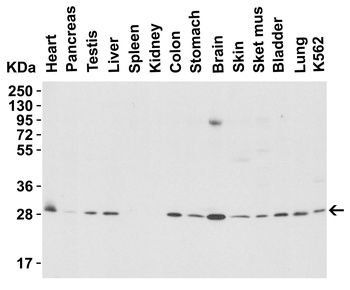 PHAP I Antibody