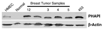 PHAP I Antibody