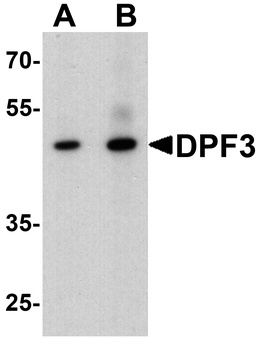 DPF3 Antibody