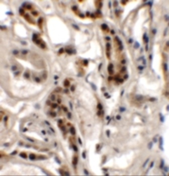 DPAGT1 Antibody