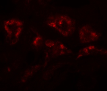 DPAGT1 Antibody