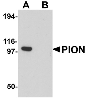 PION Antibody