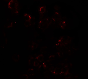 DLK1 Antibody