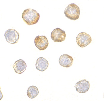 DISC1 Antibody